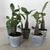 5 mudinhas Arabicum Black de 6 a 10 cm - BLACK SKIN - RD Garden Center | Rosas do Deserto e Flor do Deserto