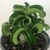 Adenium DHA MEDUSA - comprar online