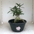 Muda Rosa do Deserto de enxerto com flor Dobrada na cor Branca Matizada - Matriz EV-156 - comprar online