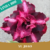 Muda Jovem de Rosa do Deserto de enxerto com flor tripla na cor Roxa Matizada - YU JIAO