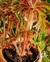 BEGONIA HERACLEIFOLIA (B) - Flor de Camomyla | Espaço Botânico | Plantas Urban Jungle e Cestarias!