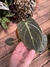 PHILODENDRON MELANOCRYSMUN (A) - comprar online