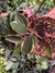 HOYA MACROPHYLLA VARIEGATA (Flor de cera) (A)