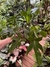 PHILODENDRON FLORIDA GREEN (A) - Flor de Camomyla | Espaço Botânico | Plantas Urban Jungle e Cestarias!