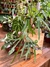 Substrato para Chifre de Veado e Anthuriuns e Plantas Variegatas - 500g - comprar online