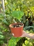 Philodendron Gloriosum (A) - comprar online