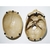 Macro Modelo Crânio Anatômico Para Odontologia e Bucomaxilofacial - loja online