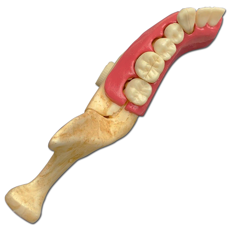 Anatomia do Dente e Mandíbula Inferior de um Jovem 6 Partes