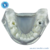 Imagem do Macro Modelo Dentição Decídua em Acrílico Transparente