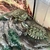 KIT 2 Tartarugas Tigre d'água com Aquaterrário e Aquecedor com Termostato + MIX de Ração , Microchip, Documentos, GTA & Frete - Reserva Romanetto