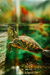 KIT Tartaruga Tigre d'água com Aquaterrário e Aquecedor com Termostato: MIX de Ração , Microchip, Documentos, GTA & Frete