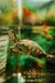 KIT Tartaruga Tigre d'água com Aquaterrário, Aquecedor com Termostato e Filtro: MIX de Ração , Microchip, Documentos, GTA & Frete