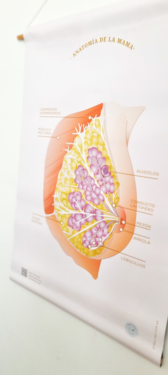 Láminas de lactancia - tienda online