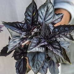 Albahaca Morada