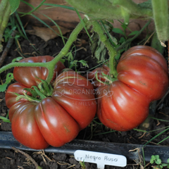 Tomate Negro Ruso en internet