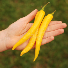 Ají Golden Cayenne