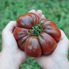 Tomate Negro Ruso - LA HUERTA ORGÁNICA SEMILLAS