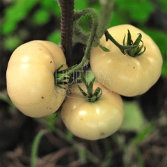 Tomate White Beauty - LA HUERTA ORGÁNICA SEMILLAS