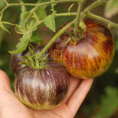 Tomate Alices Dream - LA HUERTA ORGÁNICA SEMILLAS