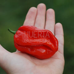 Chile Habanero Rojo Grande - comprar online