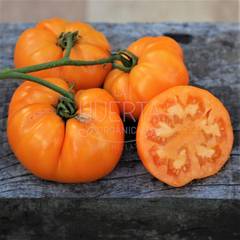 Tomate Amana Orange