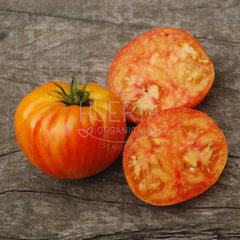 Tomate Hazel Mae