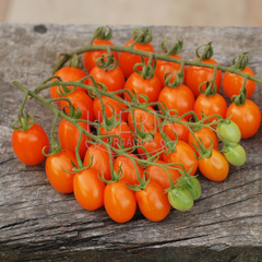 Cherry Perita Naranja (Santorange)