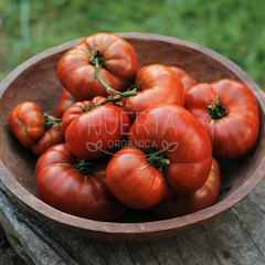 Tomate Tasmanian Chocolate en internet