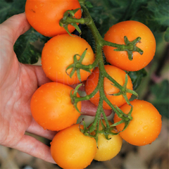 Tomate Naranja en Racimo - tienda online