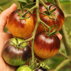 Tomate Stripes of Yore - LA HUERTA ORGÁNICA SEMILLAS