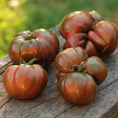 Tomate Pink Berkeley Tie Dye