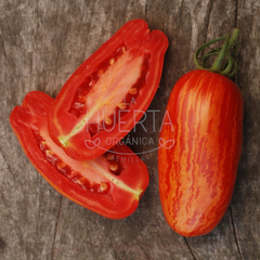 Tomate Casadys Folly - comprar online