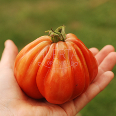 Tomate Cuore de Albenga - comprar online