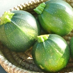 Zucchini redondo Baby Ball