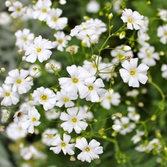 Gypsophila Blanca