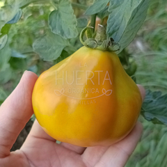 Tomate Japanese Trifele - comprar online