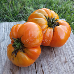 Tomate American Ribbed Orange - LA HUERTA ORGÁNICA SEMILLAS