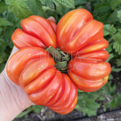 Tomate Beauty Lottringa