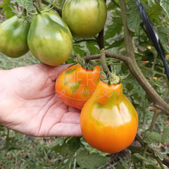 Tomate Japanese Trifele en internet