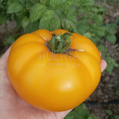 Tomate Golden Gipsy