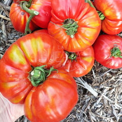 Tomate Gigante Brutus Magnum - comprar online