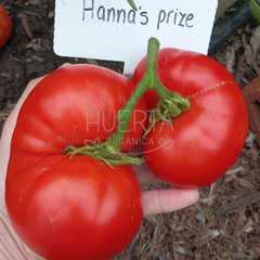 Tomate Hannas Prize - LA HUERTA ORGÁNICA SEMILLAS