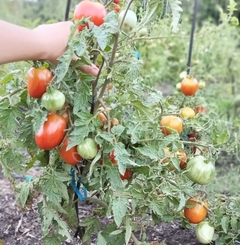 Tomate Audreys Love - LA HUERTA ORGÁNICA SEMILLAS