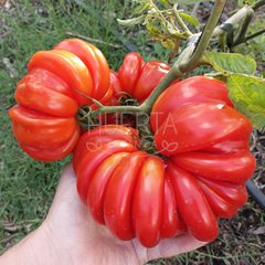 Tomate Beauty Lottringa - LA HUERTA ORGÁNICA SEMILLAS