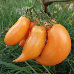 Tomate Burantino Yellow en internet