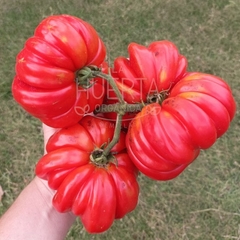 Imagen de Tomate Beauty Lottringa