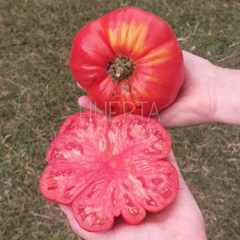 Tomate Gigante Brutus Magnum