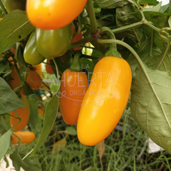 Chile Jalapeño Naranja - comprar online