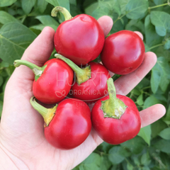 Chile Cherry Bomb - LA HUERTA ORGÁNICA SEMILLAS