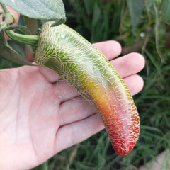 Chile Jalapeño Family Market - LA HUERTA ORGÁNICA SEMILLAS